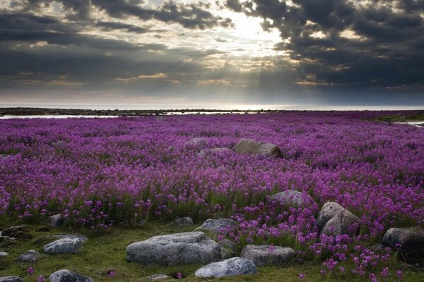 Tramonto su una radura con fiori viola