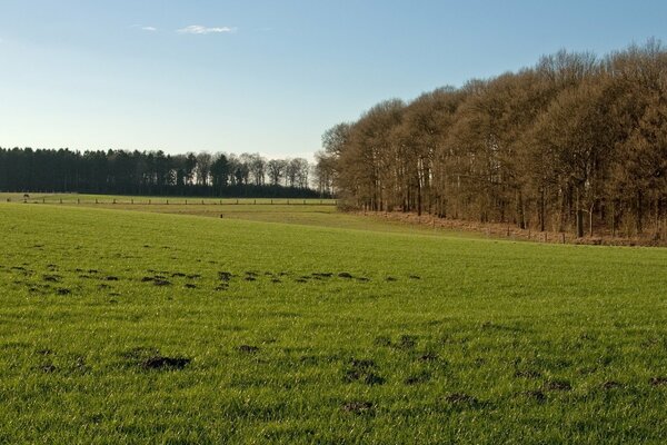 Grüne Lichtung bei sonnigem Wetter