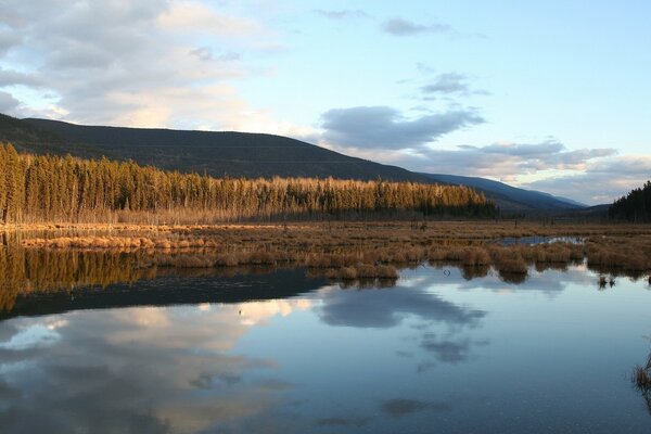 Lac bord de l eau rive arbres