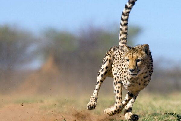 Vitesse du prédateur tacheté dans la nature