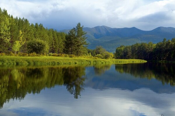 Green forest water surface