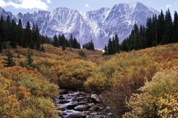 Ruscello di montagna nel terreno roccioso della foresta