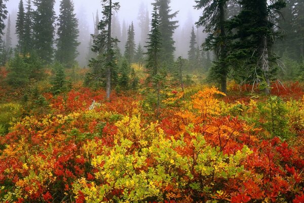 Üppige Kronen fichten im Herbst im Nebel