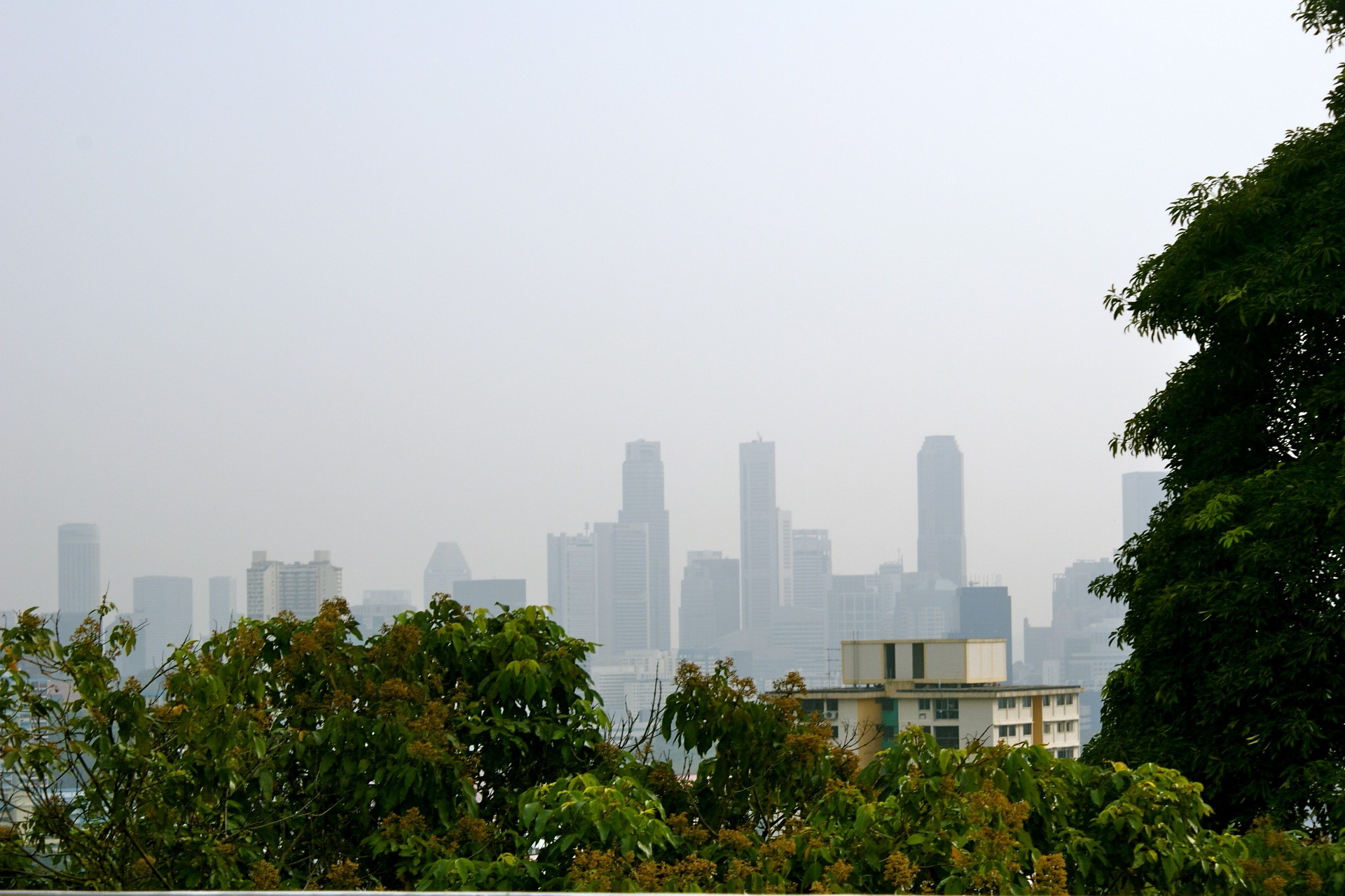 singapour arbres ciel