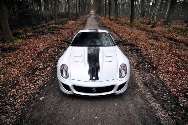 Coche divertido corriendo por el camino del bosque