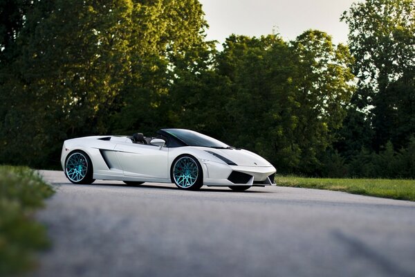 On the street among the trees drove a lamborghini car