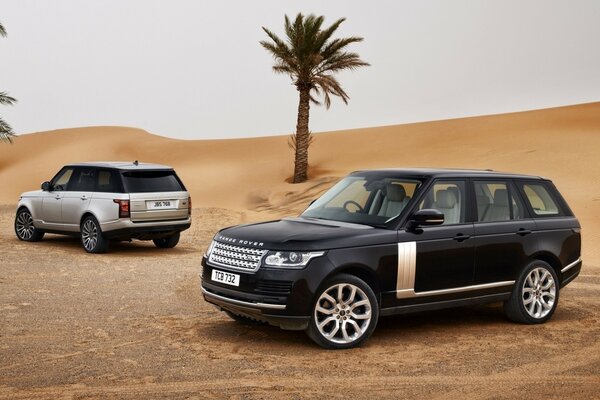Two SUVs in the desert near a palm tree
