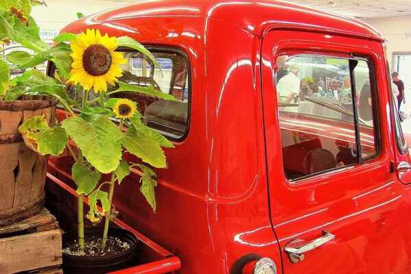 Camion rosso nella parte posteriore di cui girasole