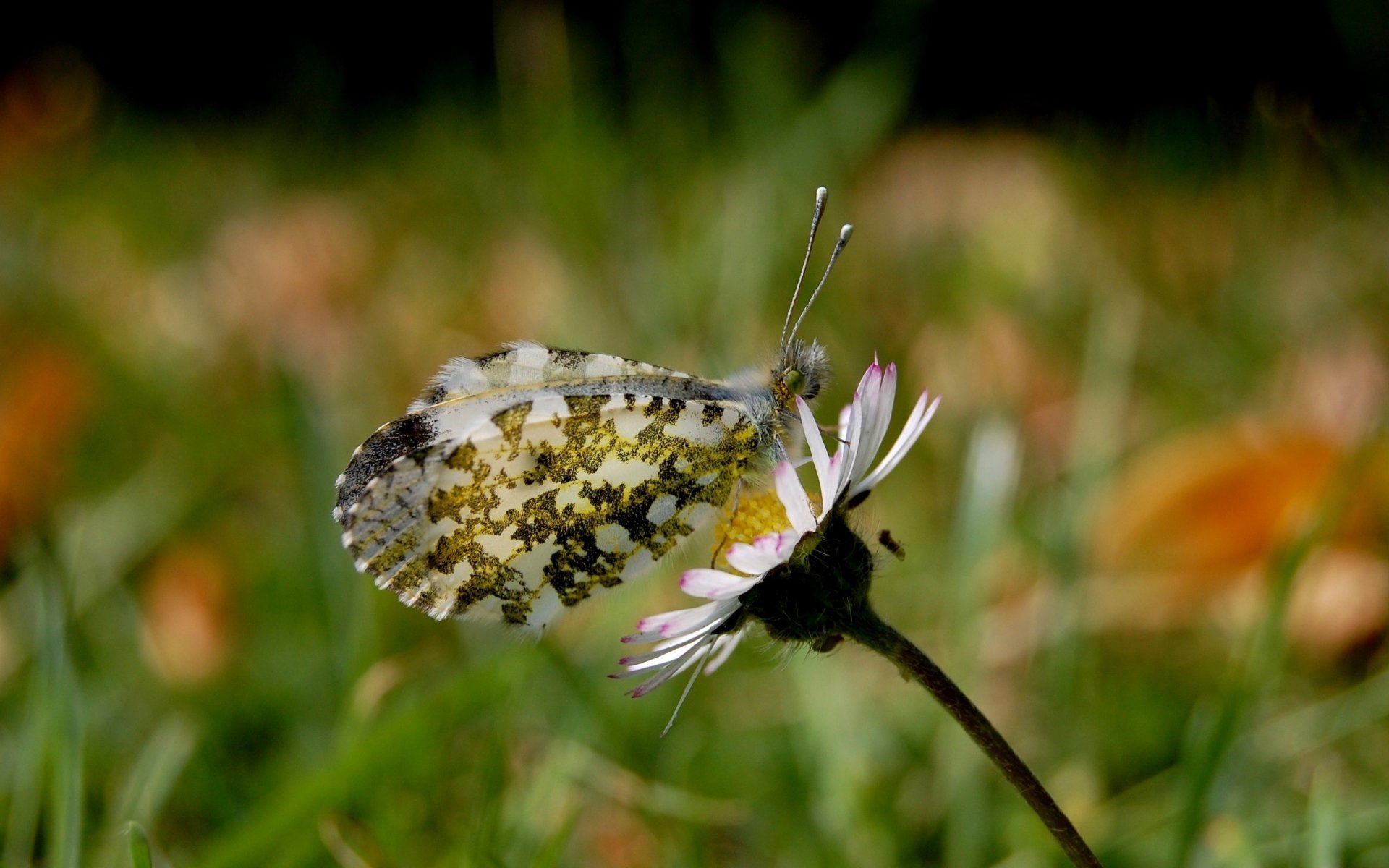 beautiful wings butterfly daisy nature insects animal