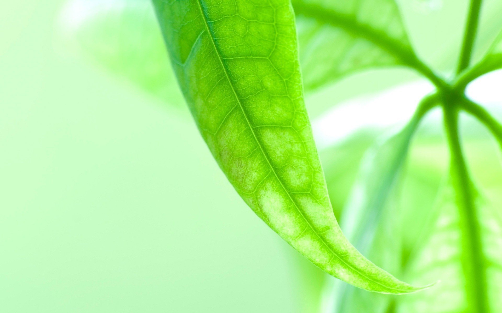 vene su una foglia foglia verde ramoscello verde