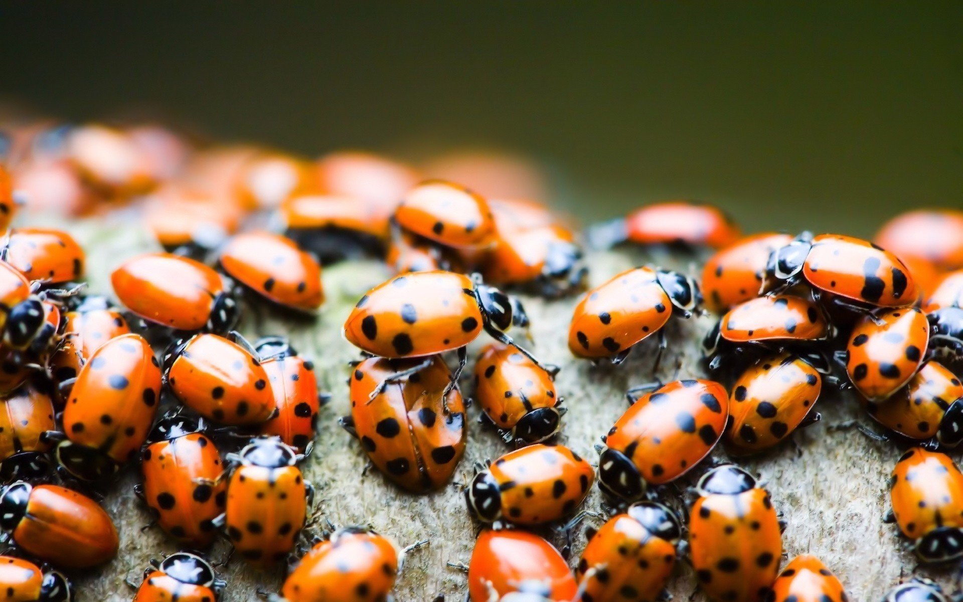 gelbe rückenlehne rudel marienkäfer insekten tiere