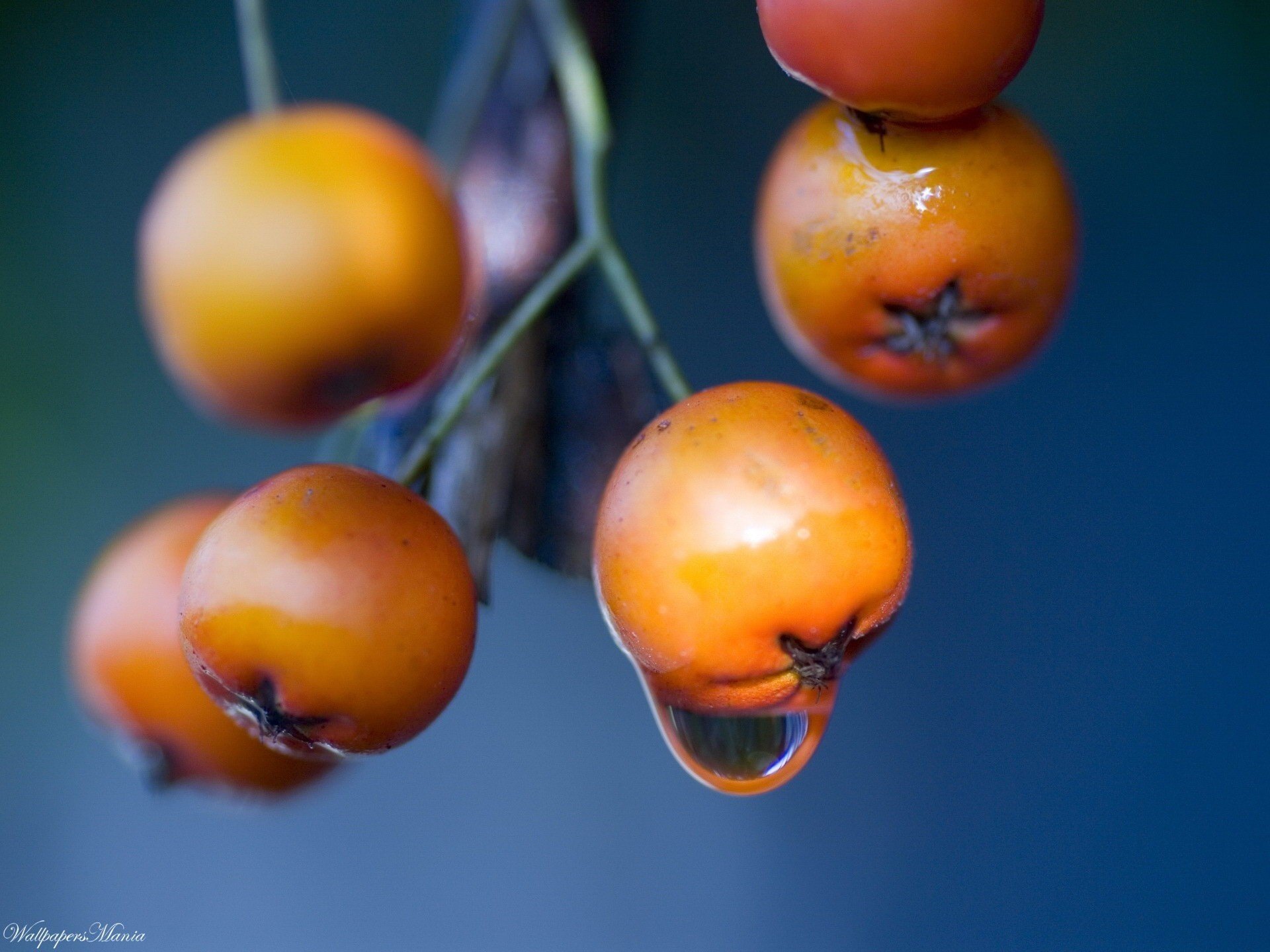 gelbe farbe zweig beeren früchte