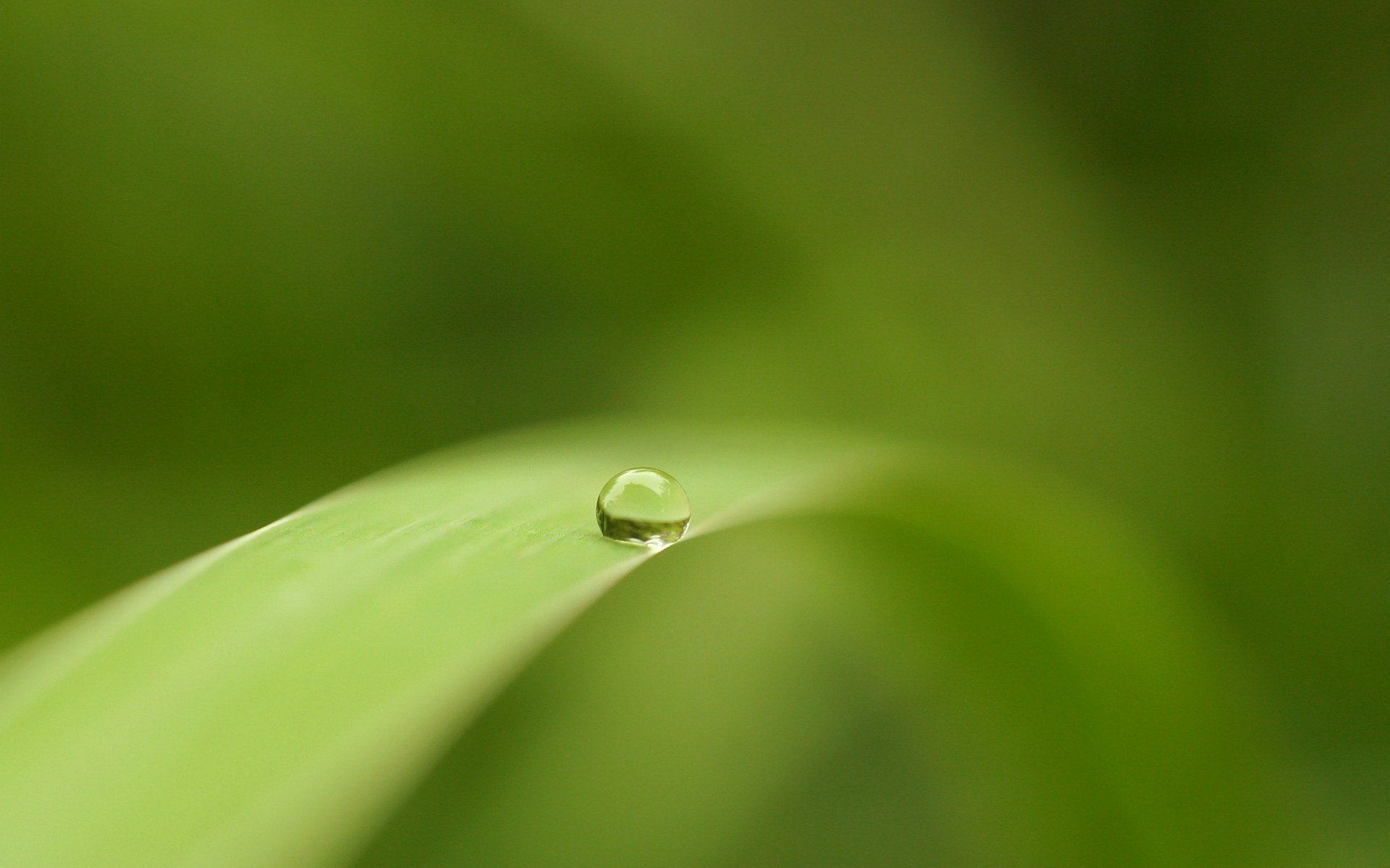 gota solitaria verde hierba