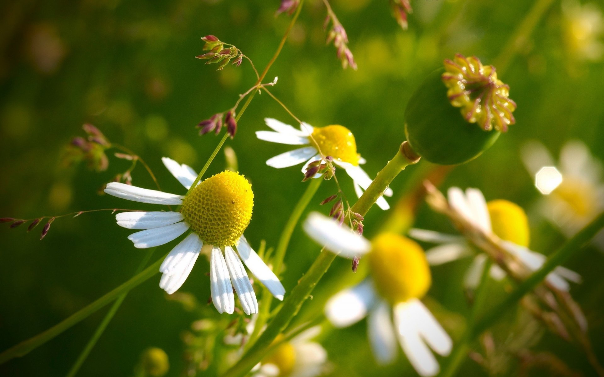 bourgeon vert fleurs marguerites herbe