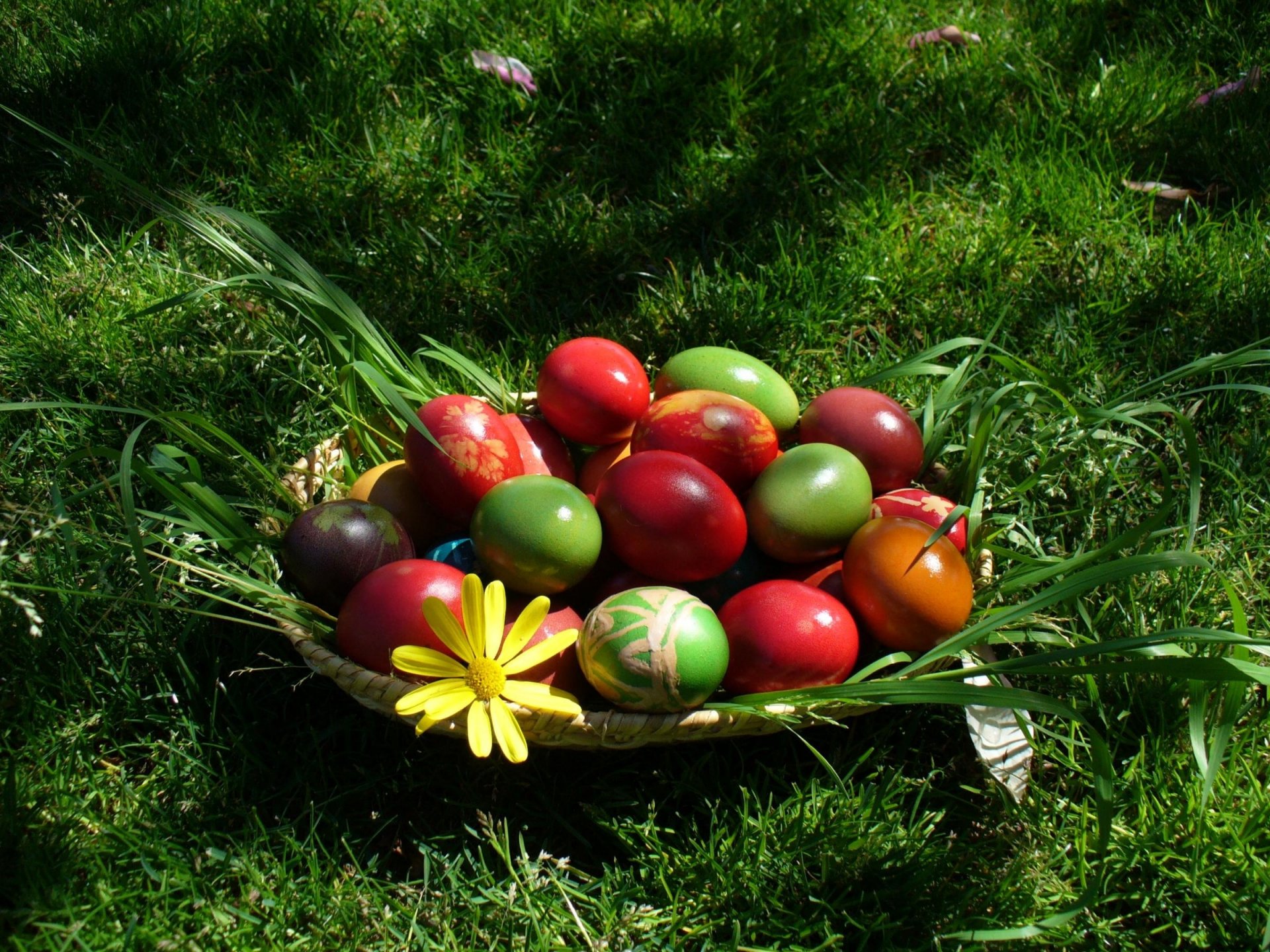 panier avec oeufs multicolore herbe verte pâques crashanki fleur feuilles herbe oeufs