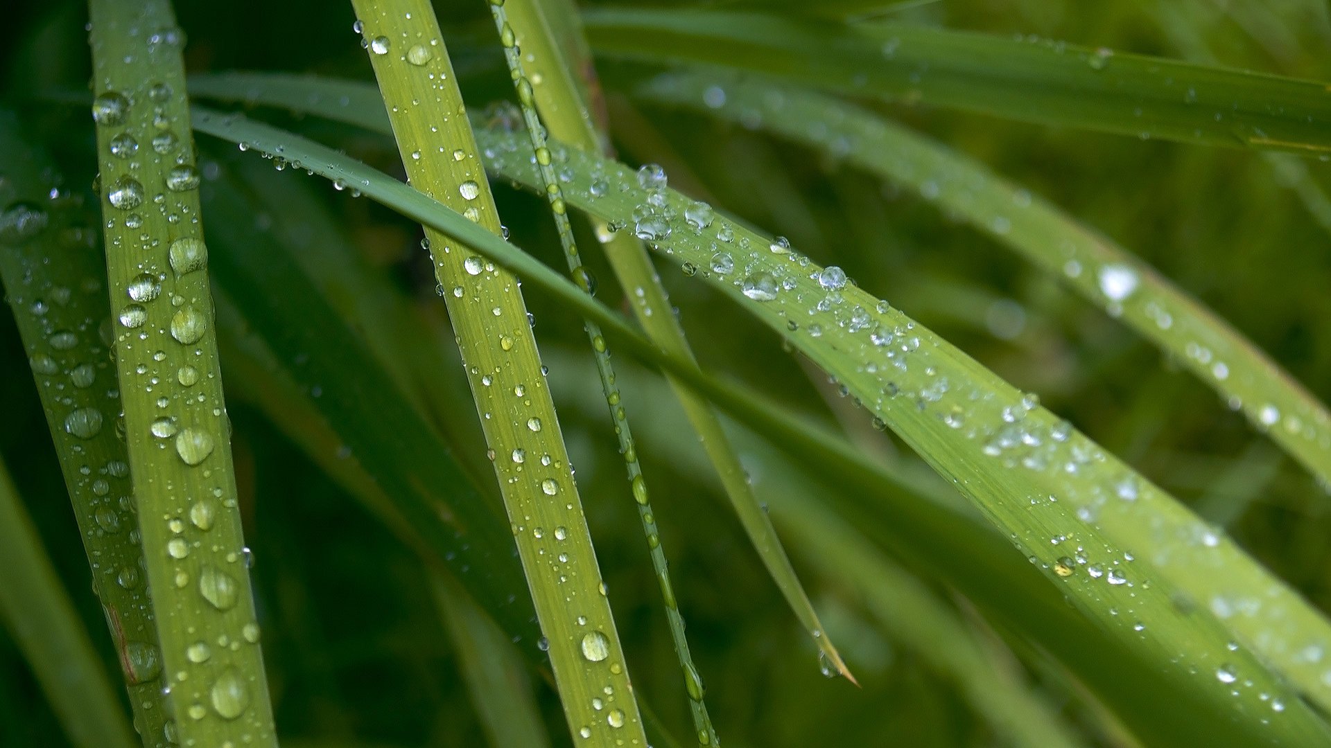 green grass drops of dew morning green