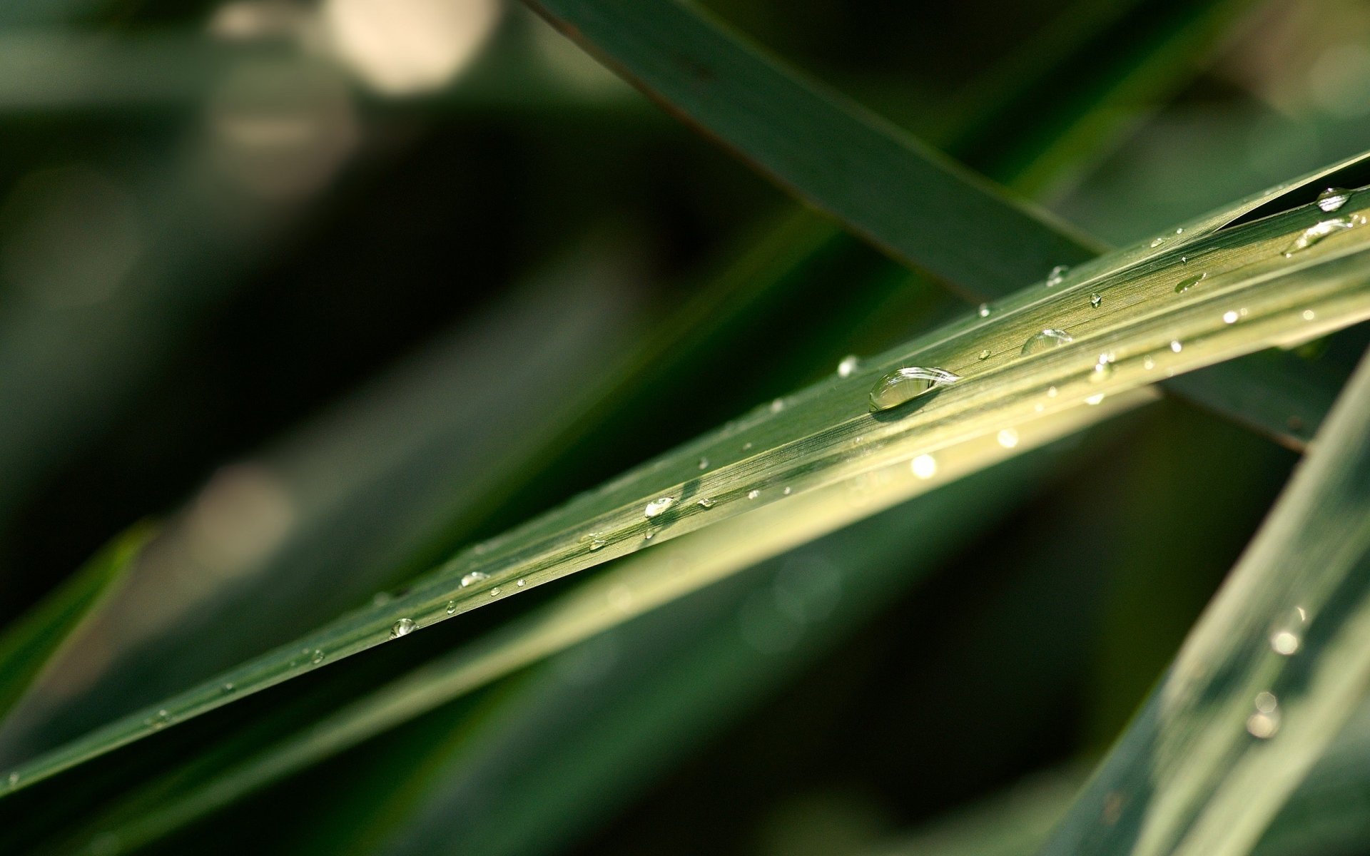 hoja de hierba verde gotas de agua verde