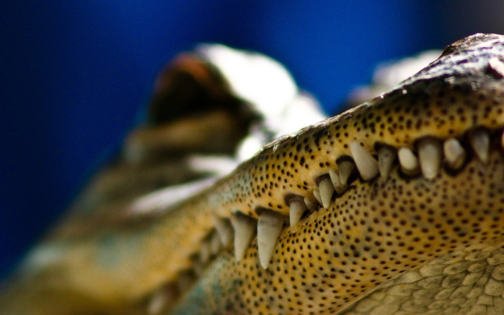 coccodrillo punti neri denti animali predatori