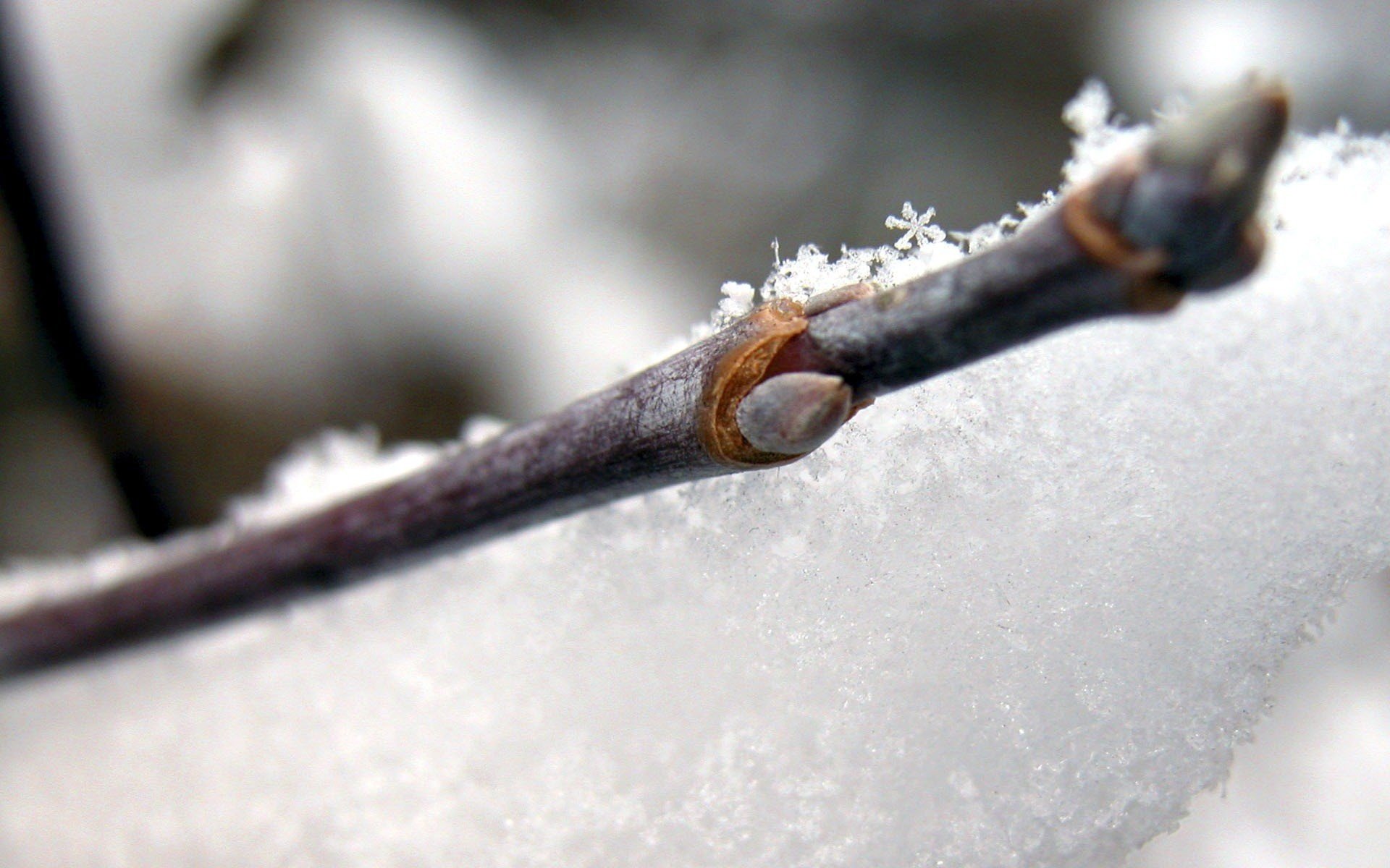 beautiful snowflakes snow sprig