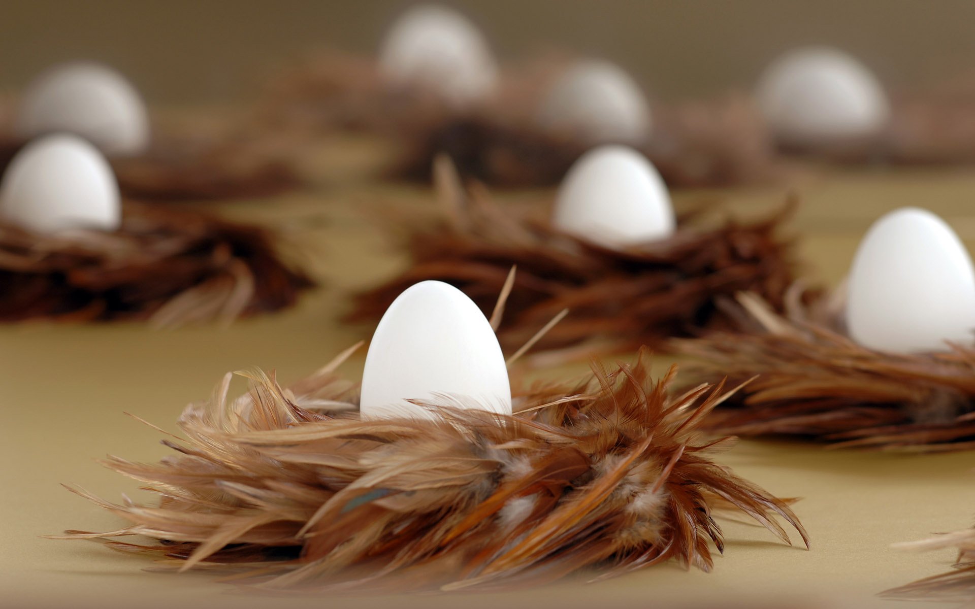 nest the white eggs feather