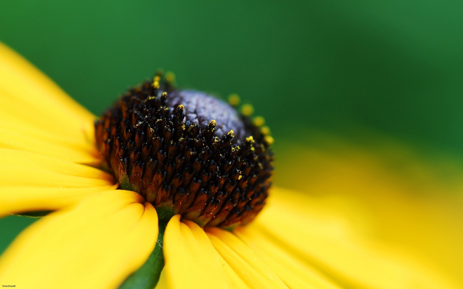 black ball yellow leaves flowers daisy