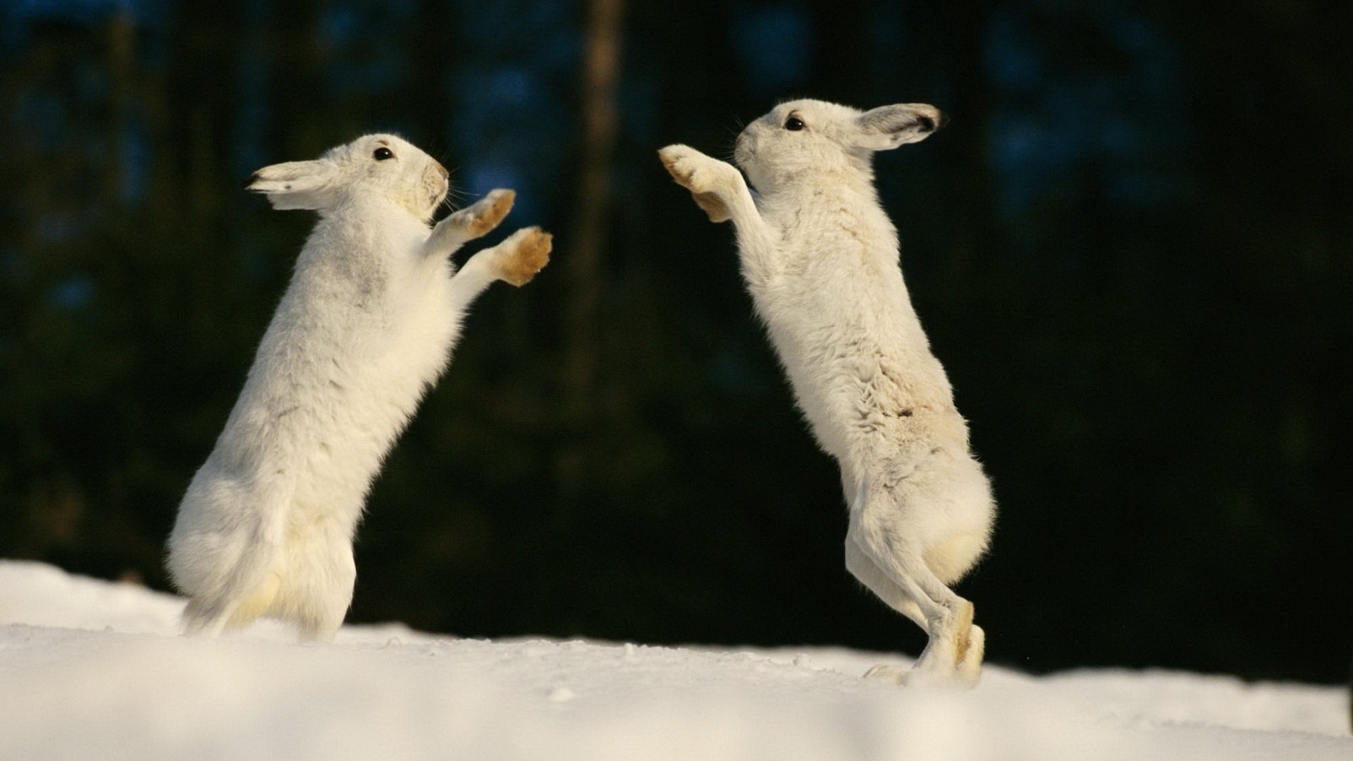 beasts rabbits lovely creation snow the game paws winter jump the time photo