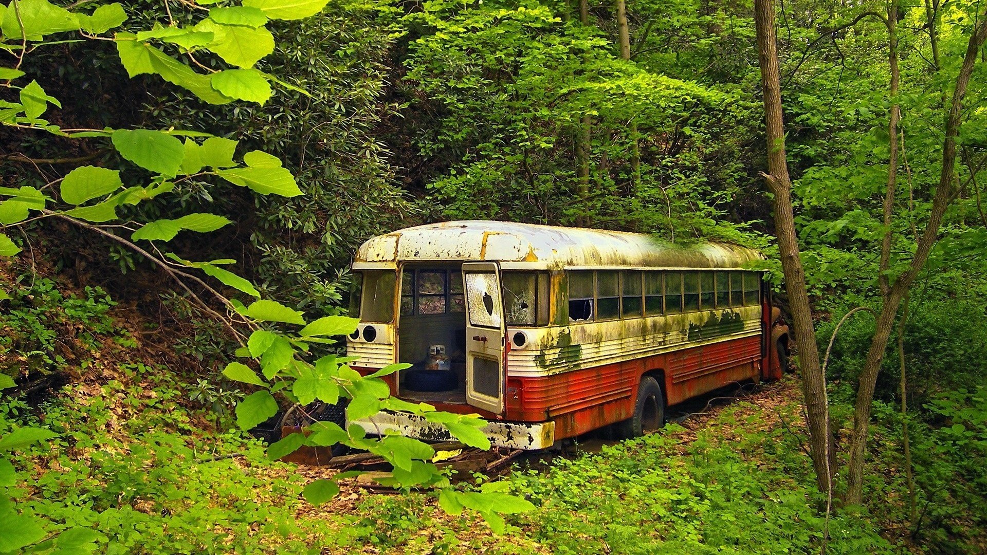 bus faune fourrés forêt