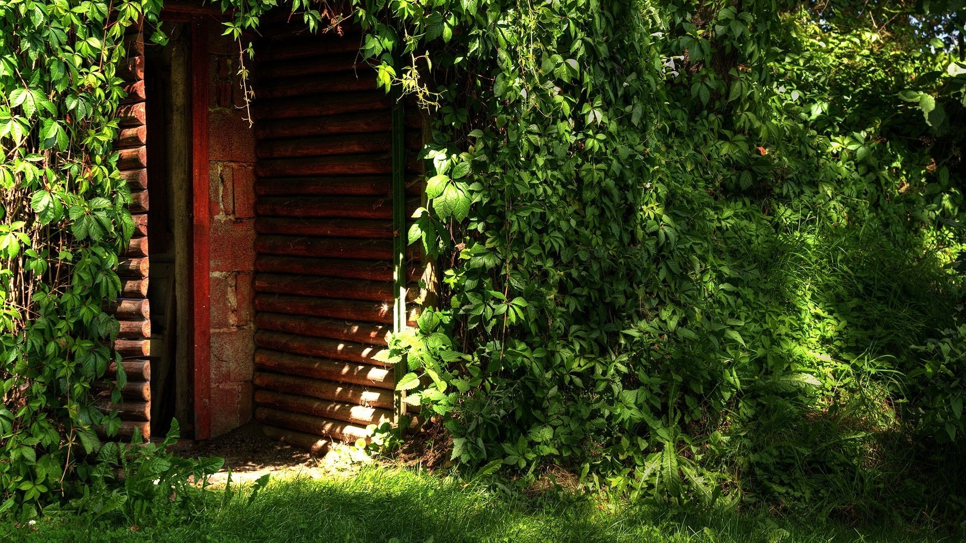 travestimento naturale casa invasa uva selvatica porta verde foglie edera erba sole apertura