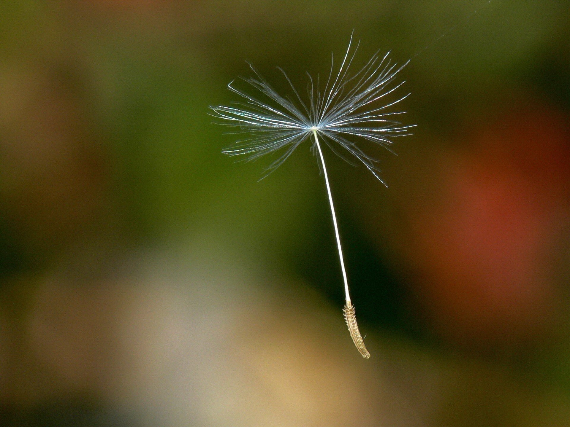 es kam heraus ein flauschiges blütenblatt der wind