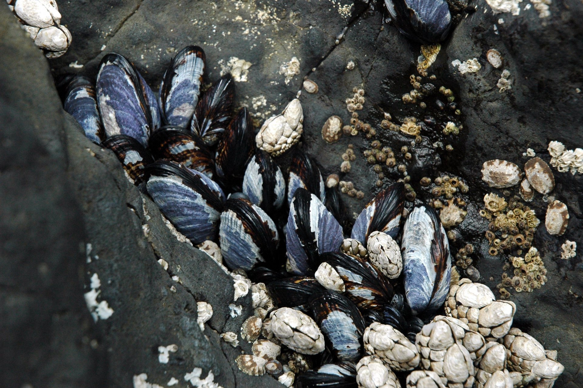 pietre grigie vongole conchiglie colori pietre