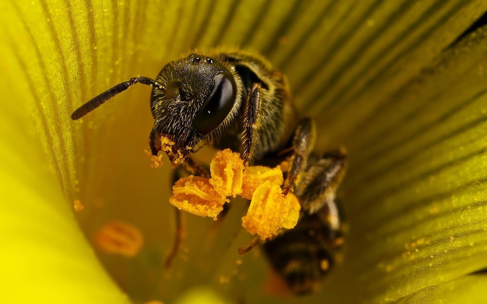 fleur jaune abeille fleurs pollen insectes animaux