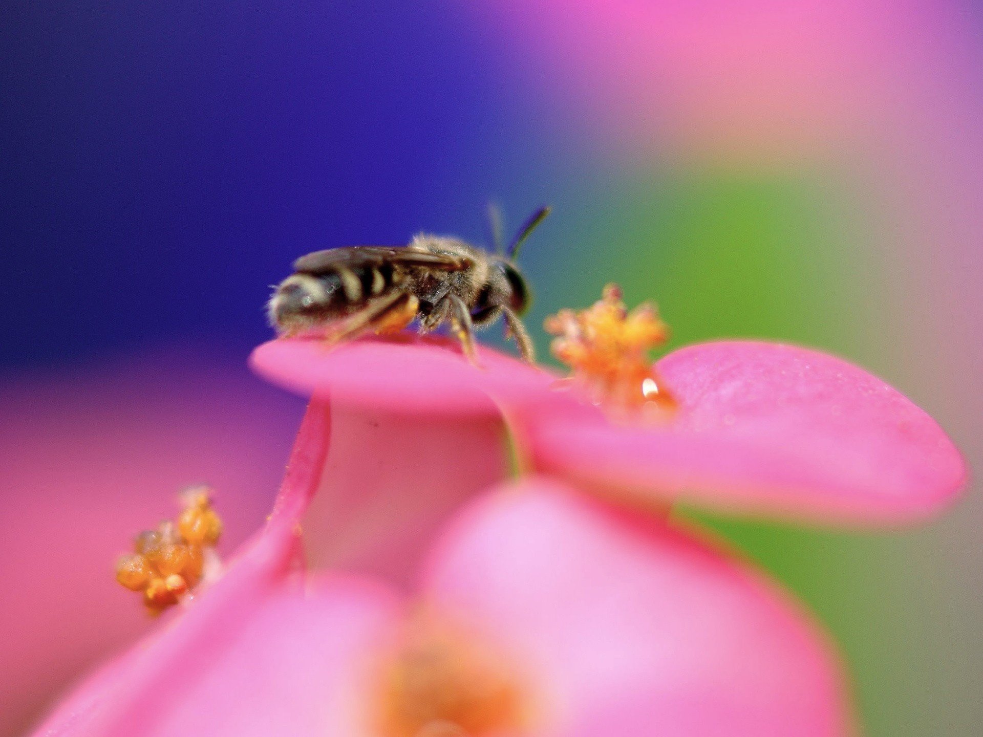 wespe insekt rosa blume insekten tiere