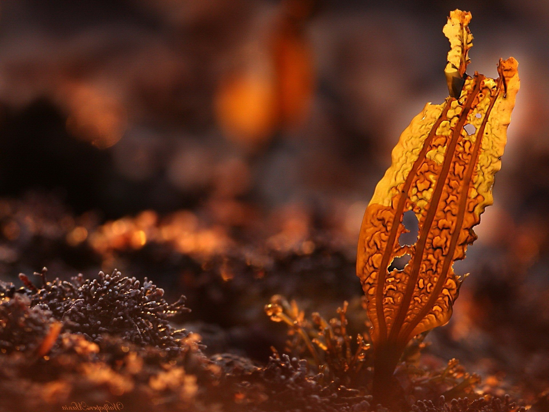 leaky grey grass leaf