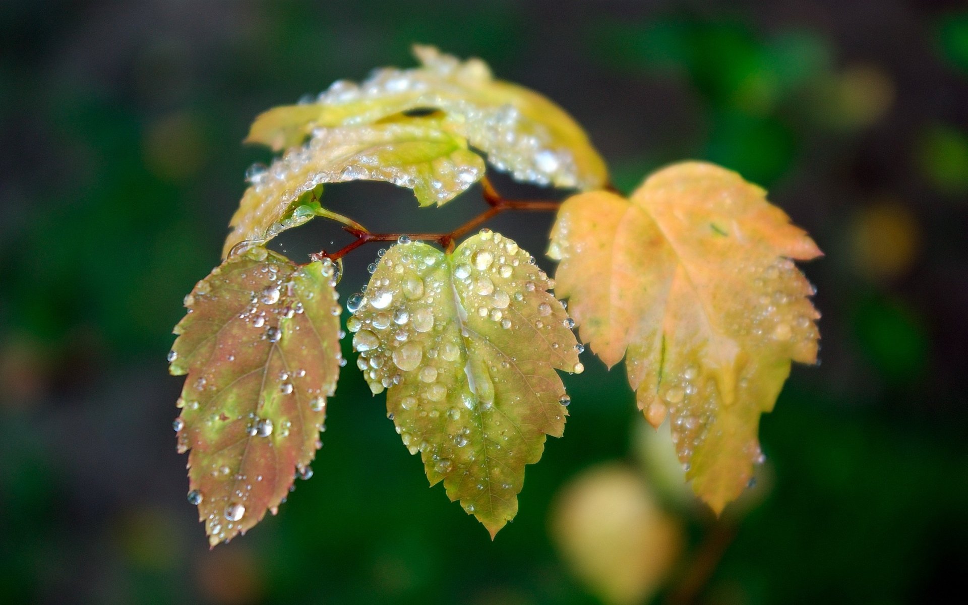 ramita hojas amarillas lluvia bosque otoño gotas