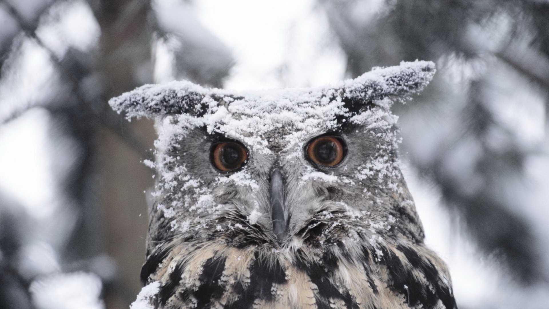 ecco a voi gufo piume nella neve uccelli sguardo occhi piume