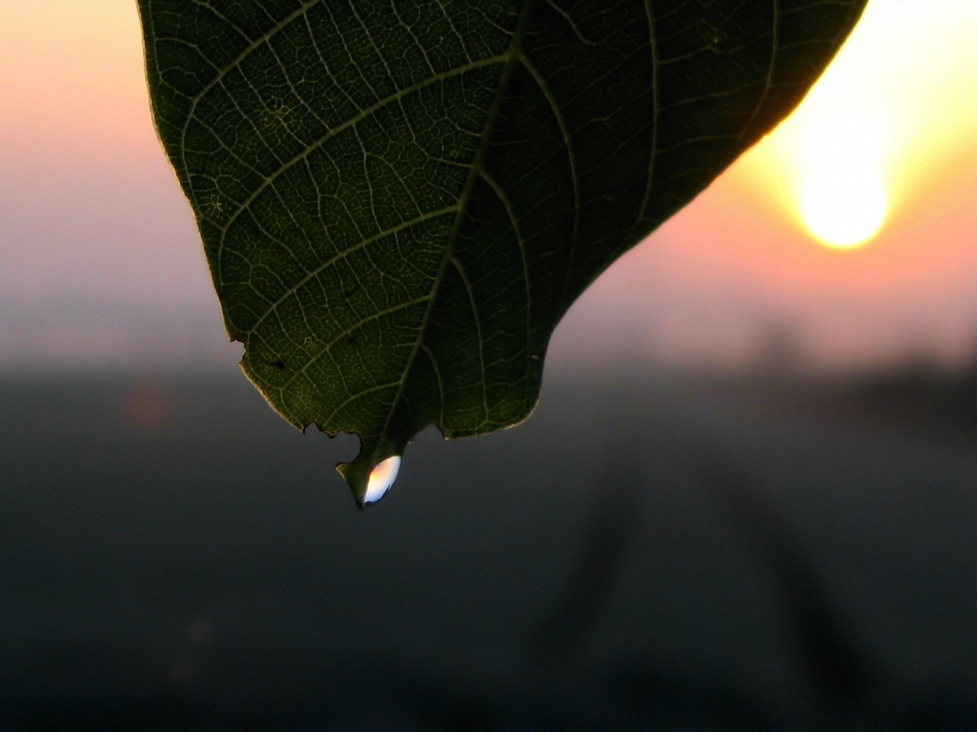 feuille goutte coucher de soleil