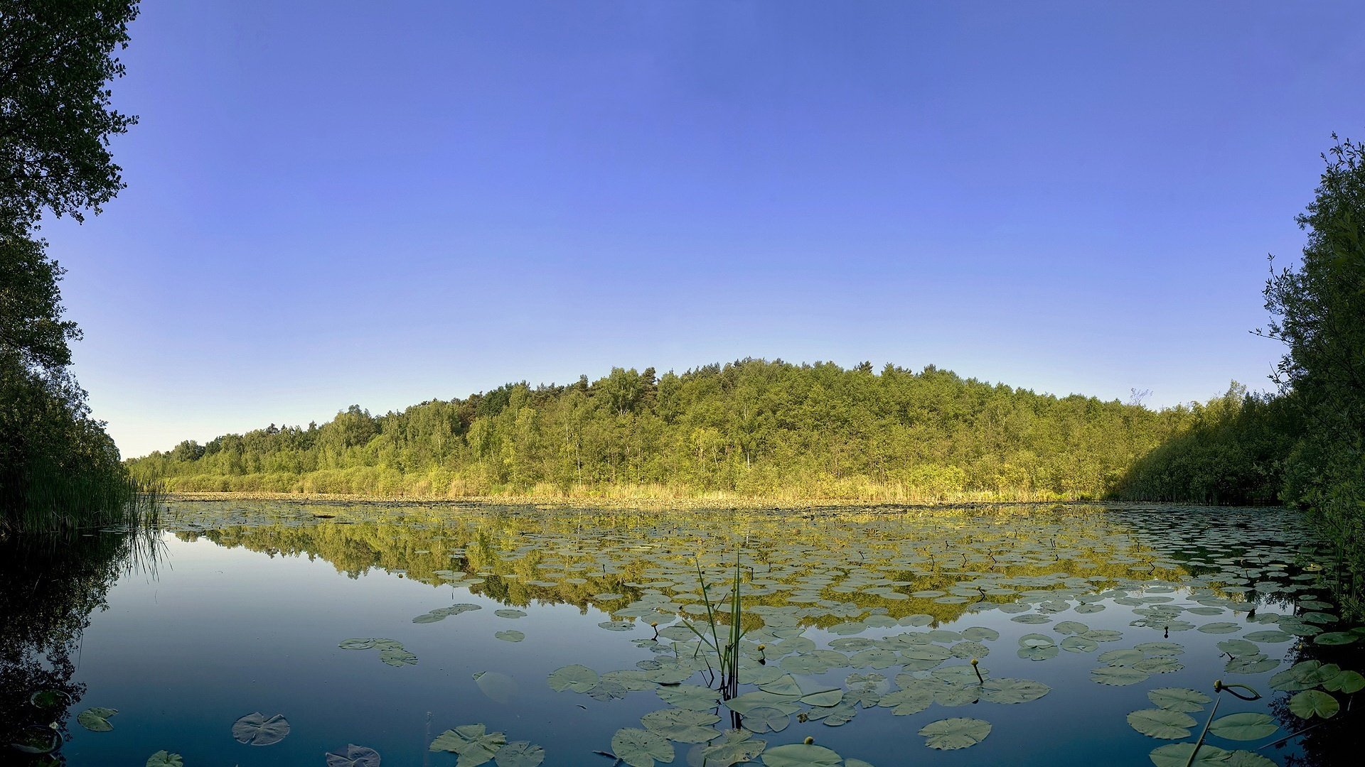 blätter auf dem wasser angelschnur schatten himmel wasser wald