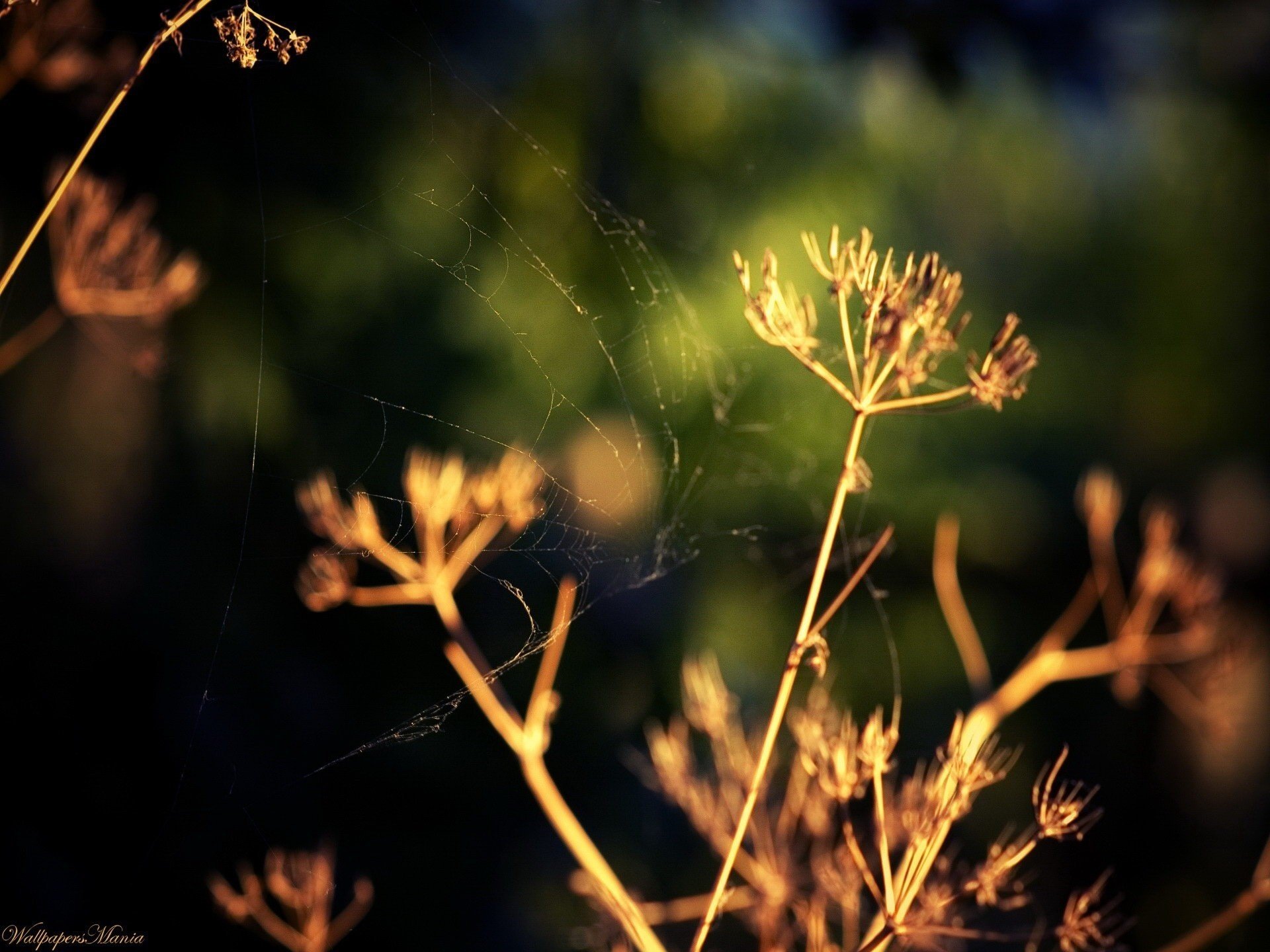 erba secca ragnatela sole