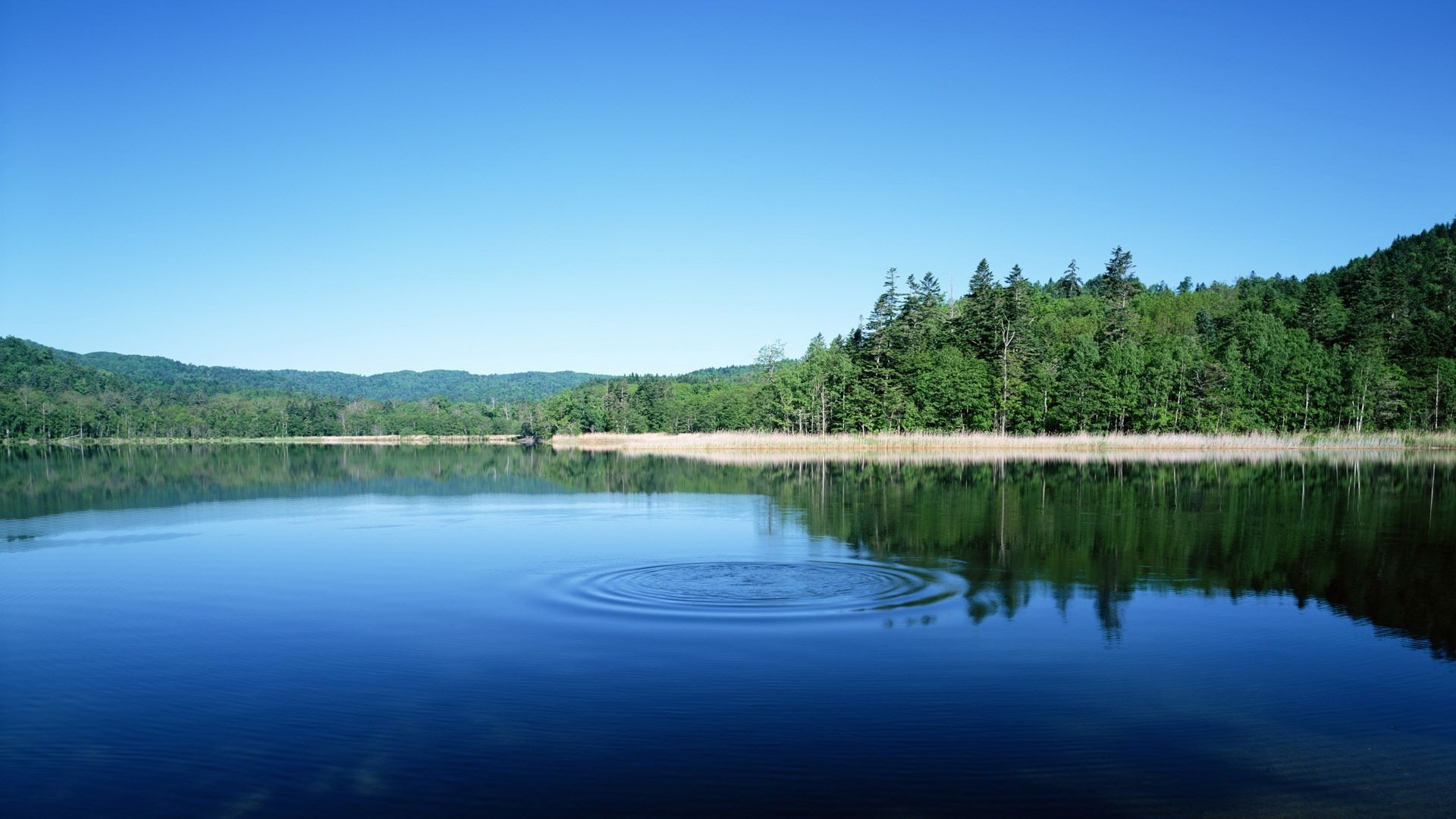 bulk círculos sobre el agua bosque cielo agua