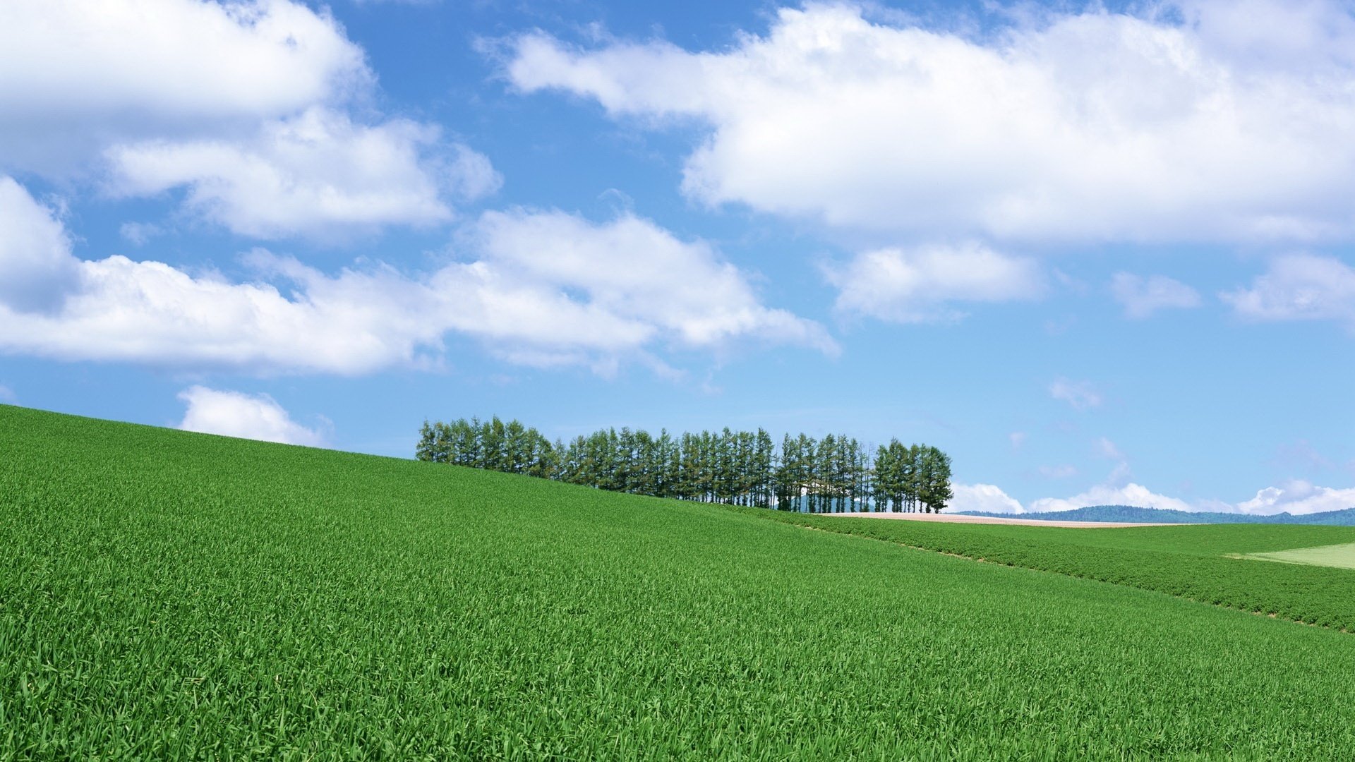 erba verde alberi a dali campo cielo verde