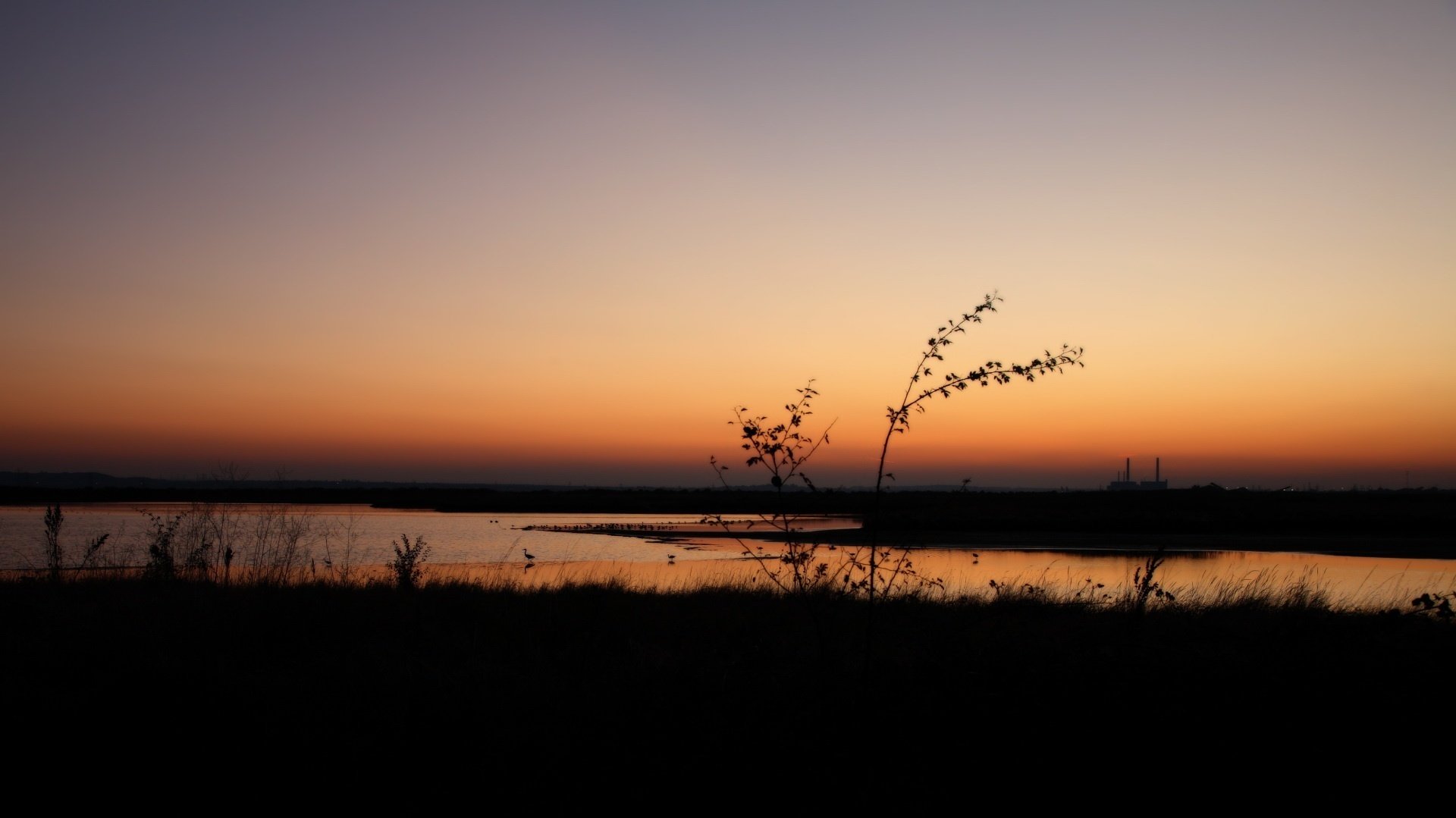 tramonto sera ramoscello tramonto cielo campo erba acqua palude