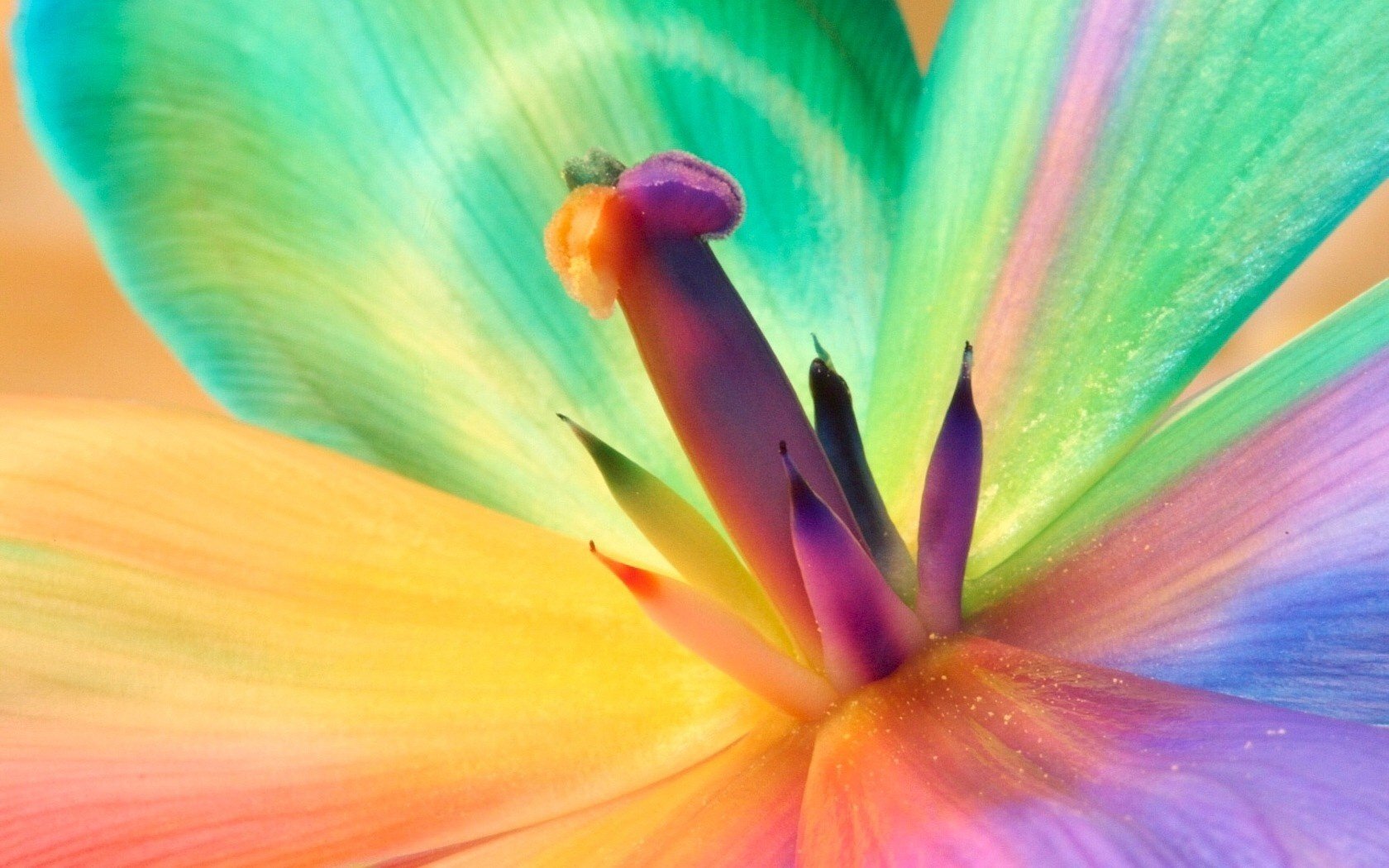 bellezza straordinaria fiori fiore colori dell arcobaleno petali