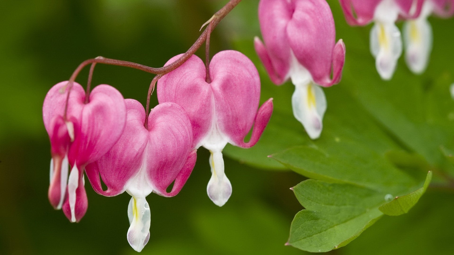 juegos de la naturaleza flores niñas flores floración frescura rosa