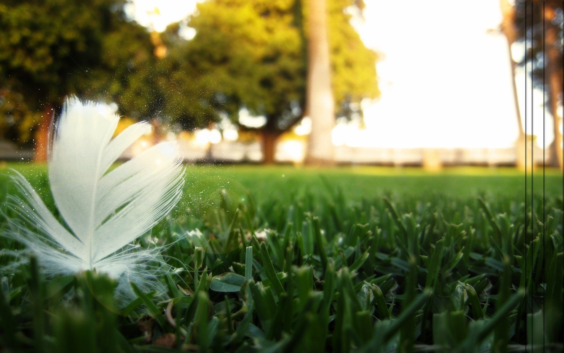 hierba cortada pluma blanca sol tierra hierba pluma parque árboles cielo hojas