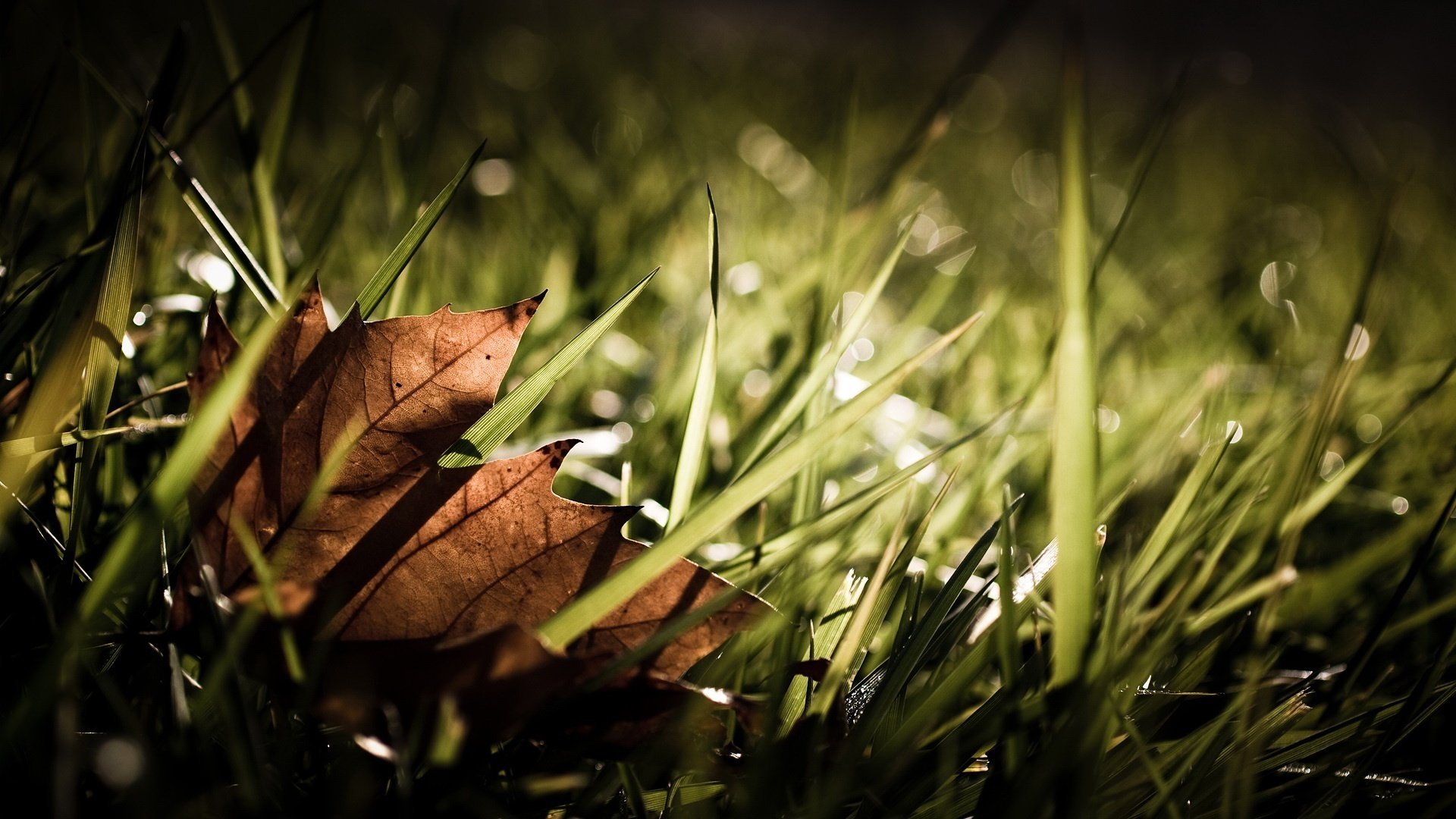 lumière herbe feuille d érable terre