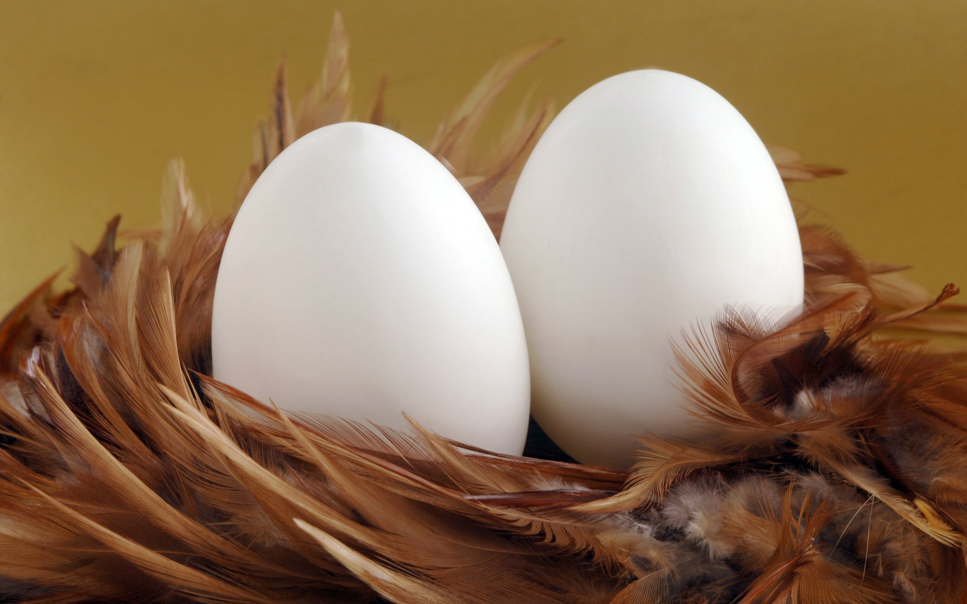 pareja nido plumas