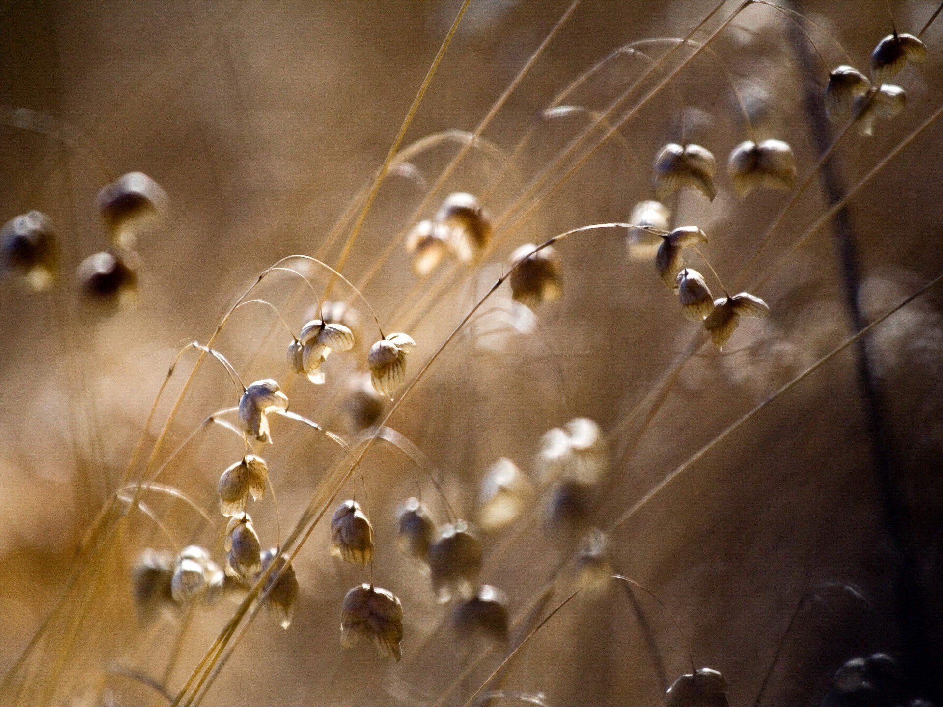 fleurs sèches clairière cloche