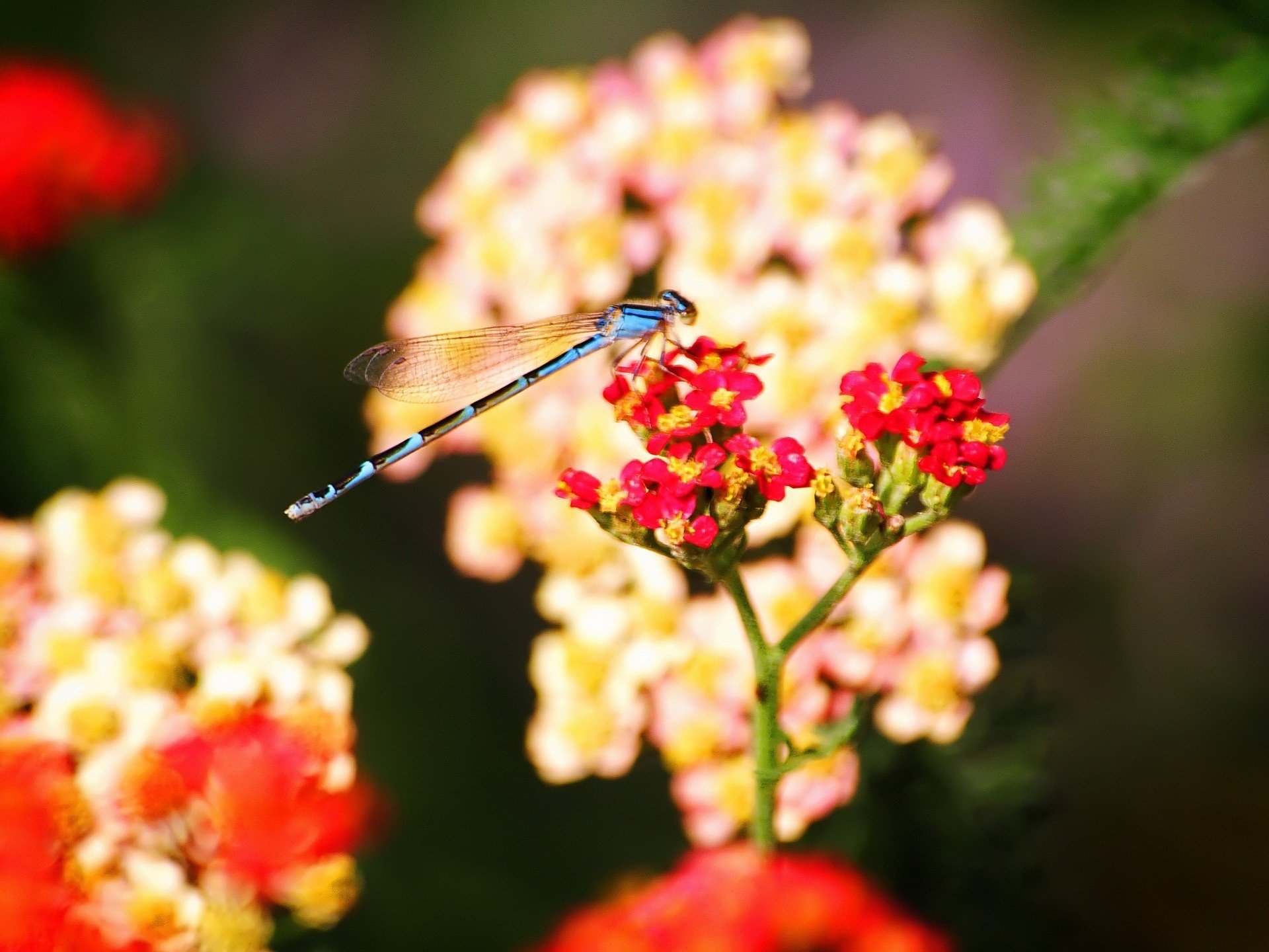 flowers insect dragonfly flowers insects animal