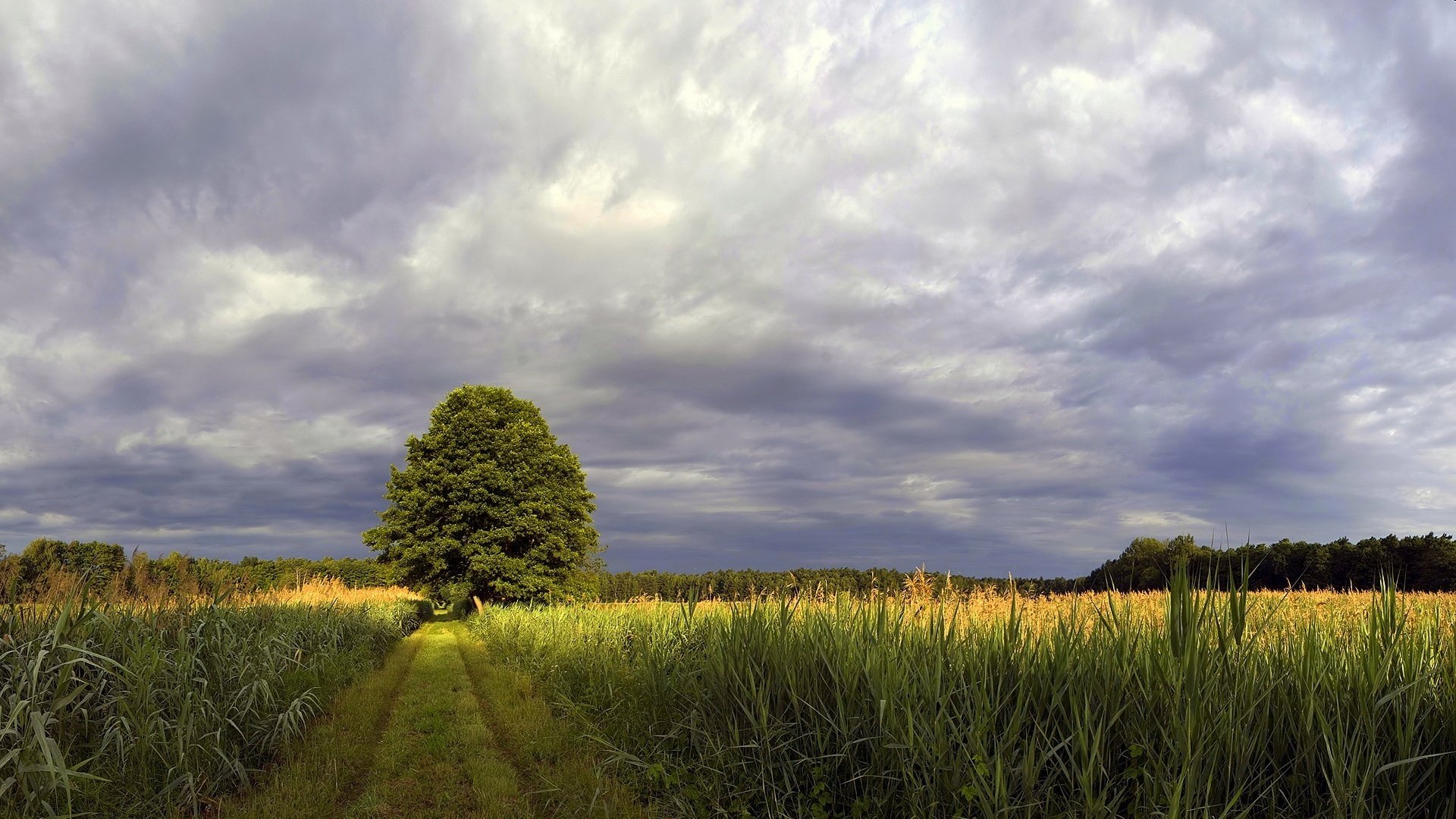 sole da dietro le nuvole campi di mais albero soffice temporale campo cielo strada