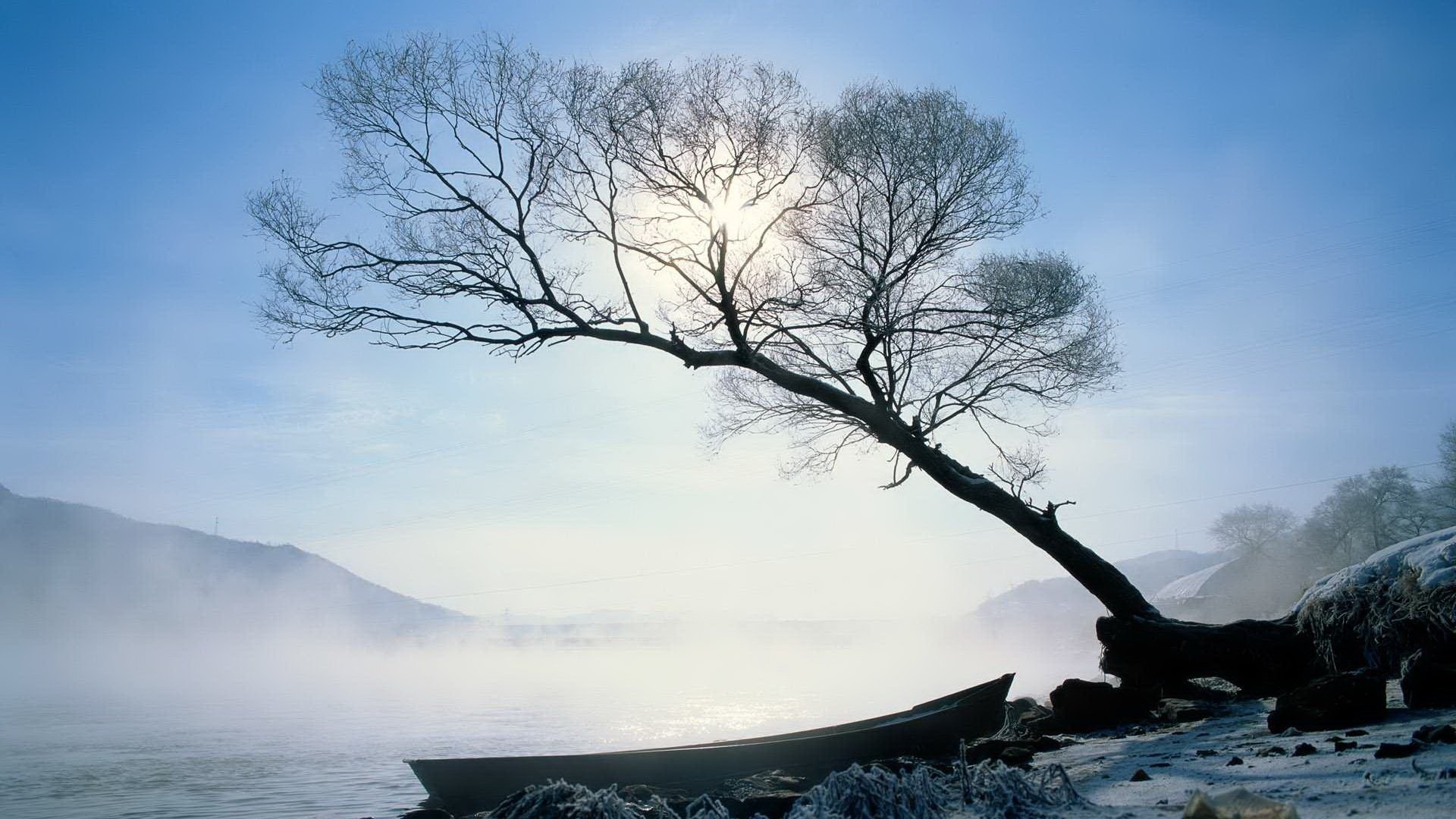 brouillard sur l eau arbre bateau hiver